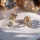 Crystal & Gold Ring Mini